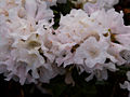 Rhododendron Dora Amateis IMG_5894_1 Różanecznik